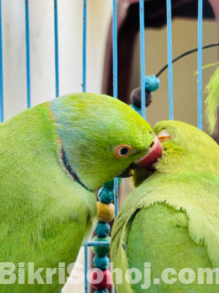 Ringneck Parrot